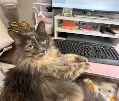 All Cats – Lap Cat Studio